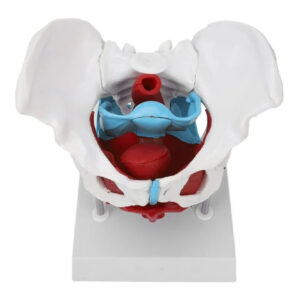 modelo-de-pelvis-femenina